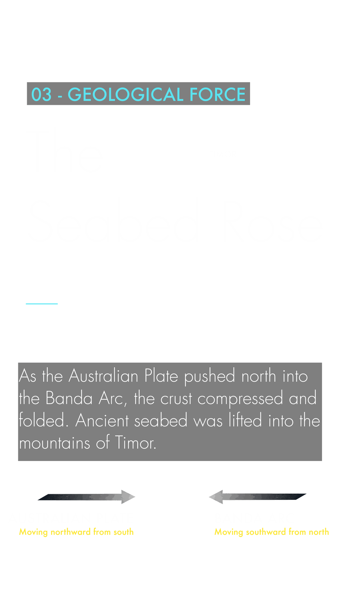 The Seabed Rose